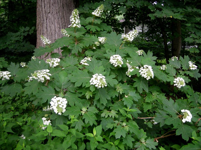 Alice Oakleaf Hydrangea - Container | Breezy Hill Nursery - Main
